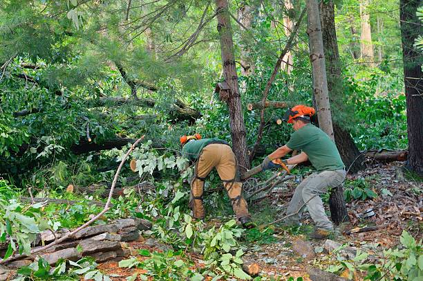 Best Professional Tree Care  in Hasson Heights, PA